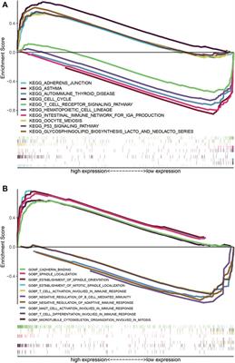 A novel senescence-related lncRNA signature that predicts prognosis and the tumor microenvironment in patients with lung adenocarcinoma